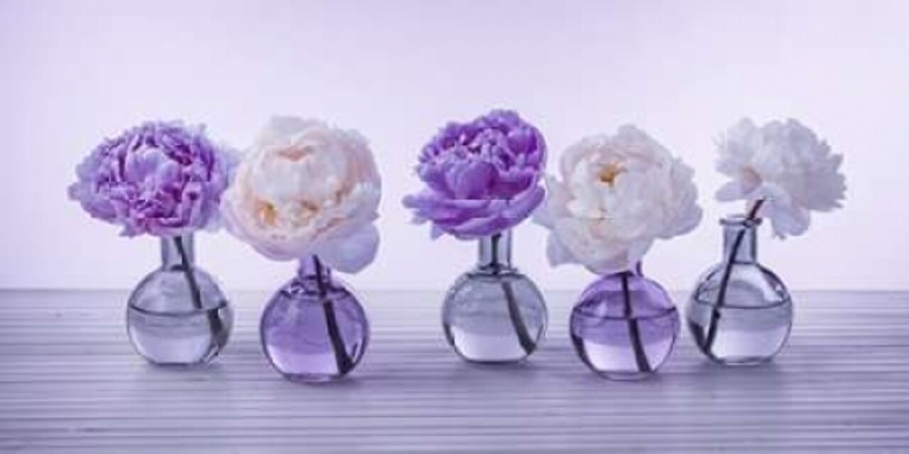 Peonies in glass bottles Poster Print by Assaf Frank - Item # VARPDXFTBR1786